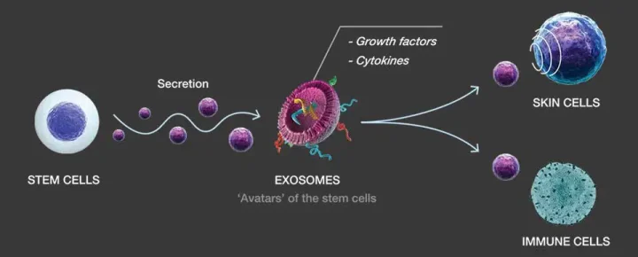exosome molecule